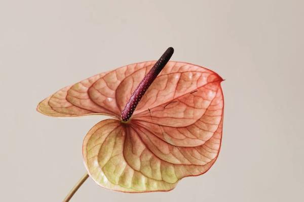 社保退保后能申請(qǐng)恢復(fù)嗎？社保怎么補(bǔ)交？