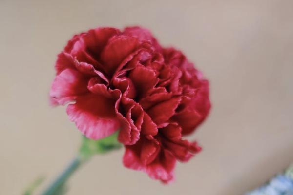 養(yǎng)老保險交多了可以退嗎？怎么查詢？