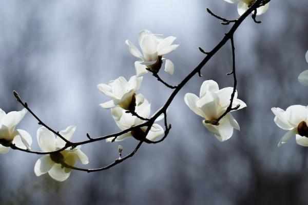 平安保險終身險交夠20年可以退保嗎？退保能退多少錢？