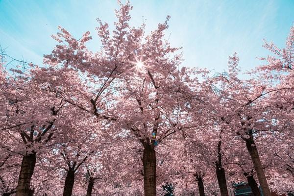 太平洋金佑人生2014版a款分紅型退保怎么退？能退多少錢？