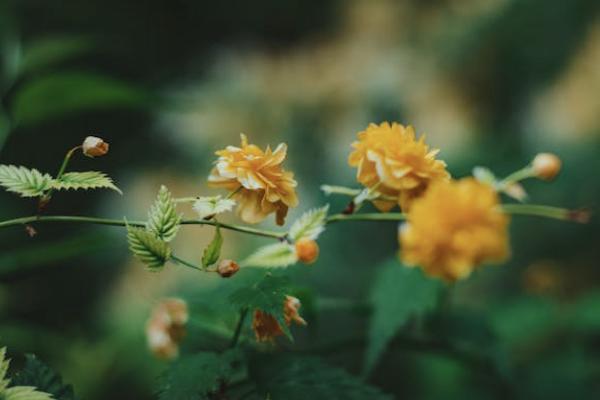 醫(yī)小康百萬(wàn)醫(yī)療險(xiǎn)投保規(guī)則怎么樣？保障怎么樣？