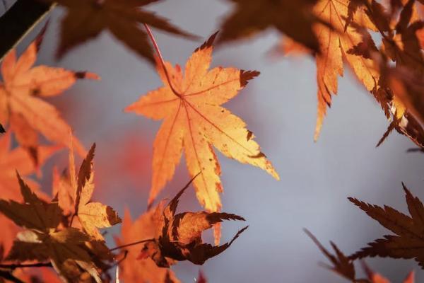 貸款的保險(xiǎn)費(fèi)是怎么回事