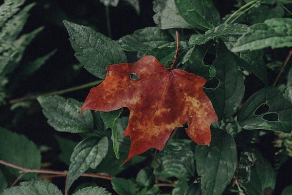 平安e生百萬醫(yī)療險的優(yōu)缺點(diǎn)有哪些？價格多少？