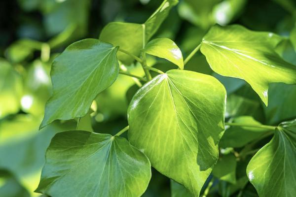 宏利環(huán)球貨幣保障計(jì)劃信得過嗎？有哪些特點(diǎn)？