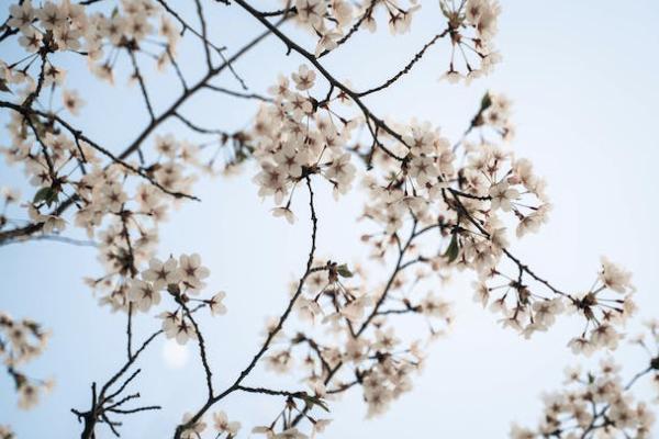 國(guó)富人壽小紅花致夏版有哪些投保規(guī)則？有哪些基礎(chǔ)保障？