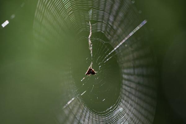 百萬醫(yī)療e生保是什么保險？一年多少錢？