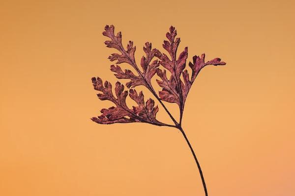 太平e養(yǎng)添年養(yǎng)老年金保險有哪些投保規(guī)則？保障什么？