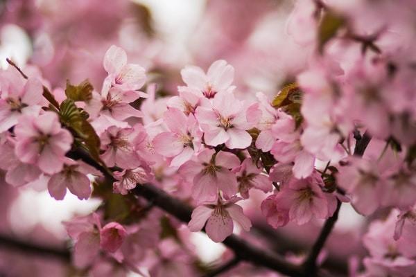 商業(yè)農(nóng)業(yè)保險(xiǎn)怎么樣？有什么作用？