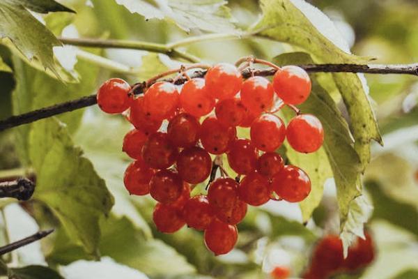 太平洋藍醫(yī)保和醫(yī)享無憂的區(qū)別是什么？在哪里購買？