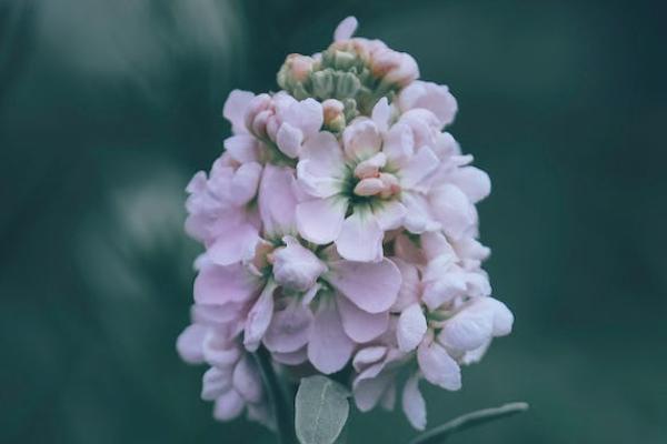 泰愛保百萬醫(yī)療險(xiǎn)是真的嗎？有哪些保障內(nèi)容？