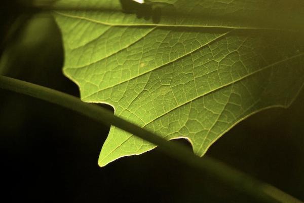 醫(yī)療保險是哪一年實行的？一年多少錢？