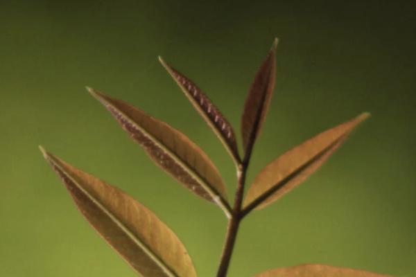 香港保險(xiǎn)簽單后最遲多久繳費(fèi)？多久生效？