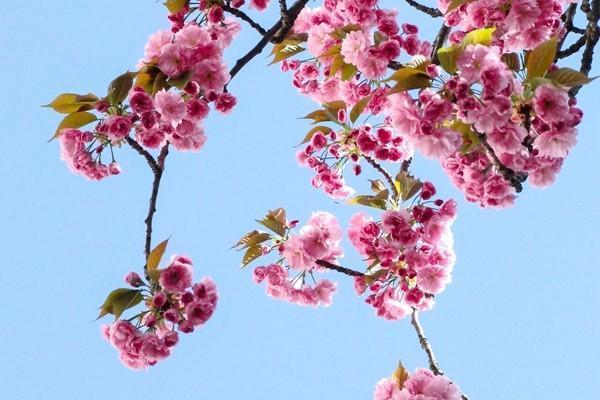 蛛網(wǎng)膜囊腫重疾險(xiǎn)理賠嗎？能賠多少？