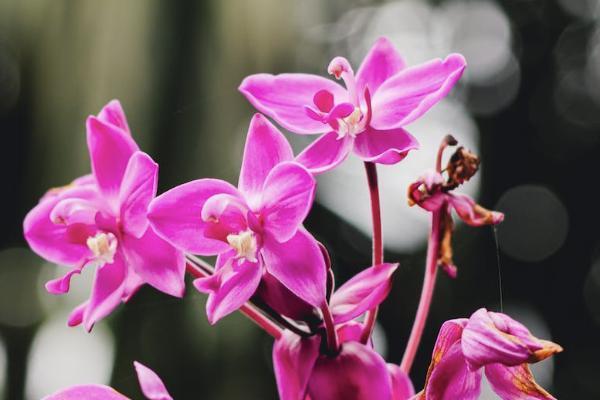 泰康百分百b款重大疾病保險(xiǎn)條款是什么？保什么？