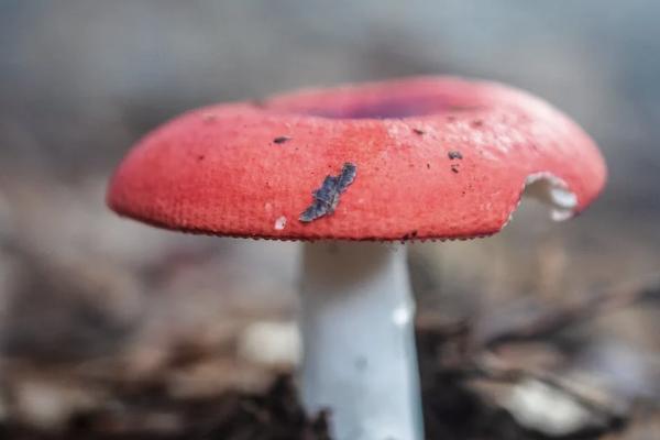 保險(xiǎn)減額交清和退保哪個(gè)損失??？有什么區(qū)別？