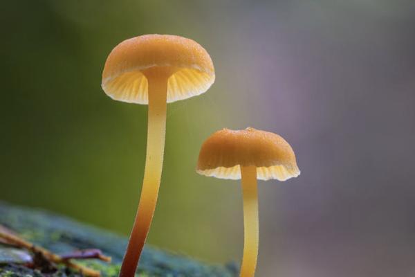太平洋金佑人生終身壽險分紅型退保能退多少？怎么退？