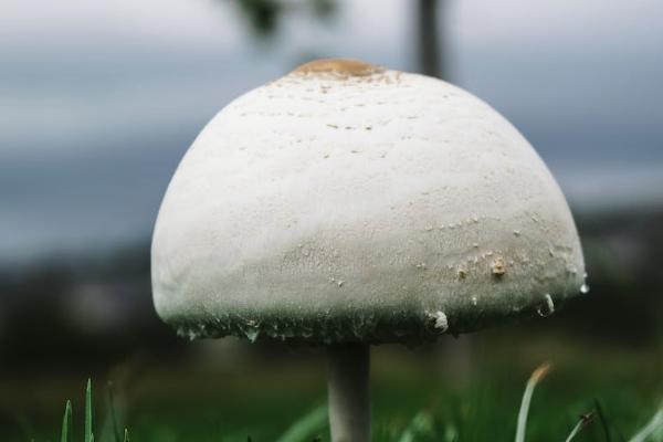 平安智慧星終身壽險萬能型交多少年？怎么交？