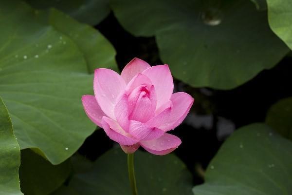 兒童重大疾病可以申請(qǐng)哪些補(bǔ)助？怎么申請(qǐng)補(bǔ)助？