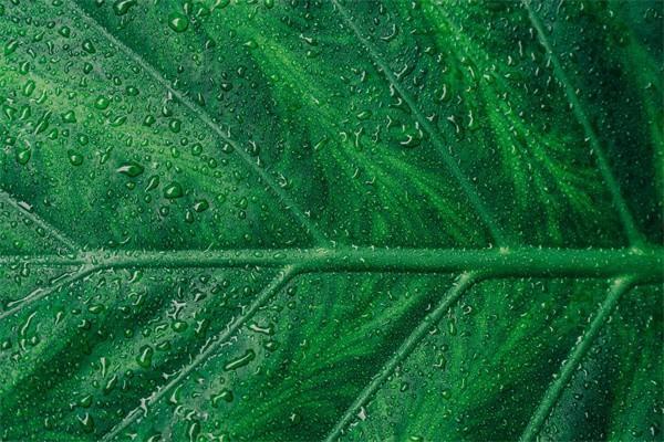 國壽如意隨行兩全保險退保費怎么退？退保多久能完成？
