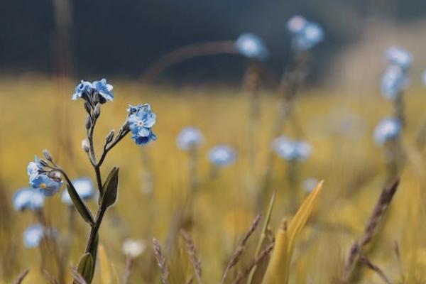 小紅花致夏版重疾險(xiǎn)怎么樣？有哪些投保規(guī)則？