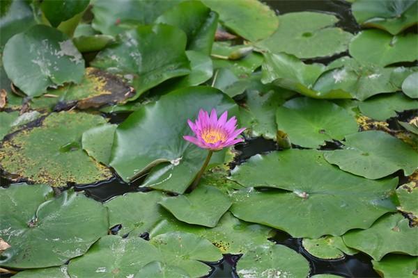 華夏常青樹重大疾病保險(xiǎn)可以退嗎？退保退多少錢？