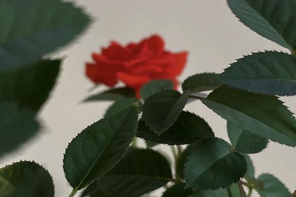職工醫(yī)療保險補充保險保些什么？每年多少錢？