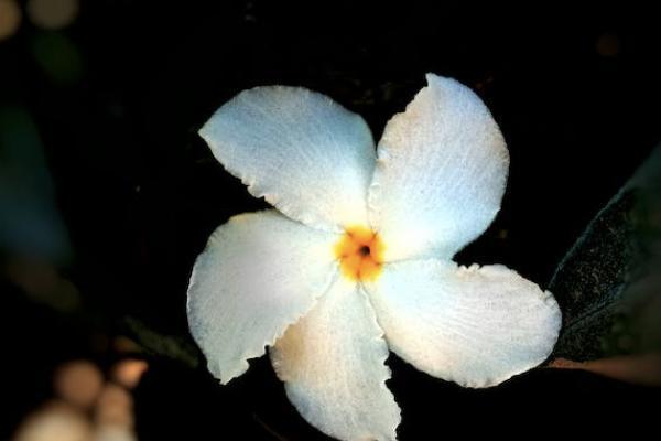 太平保險駕年華兩全保險可靠嗎？如何買？