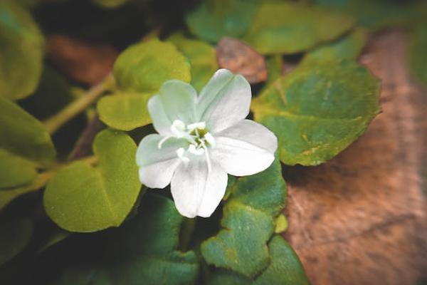 個(gè)稅商業(yè)健康險(xiǎn)是指什么？包括哪些險(xiǎn)種？