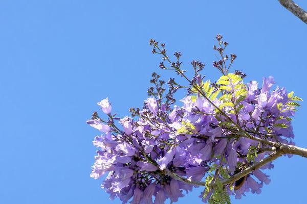 好醫(yī)保哪些疾病不能投保？投保流程是怎樣的？