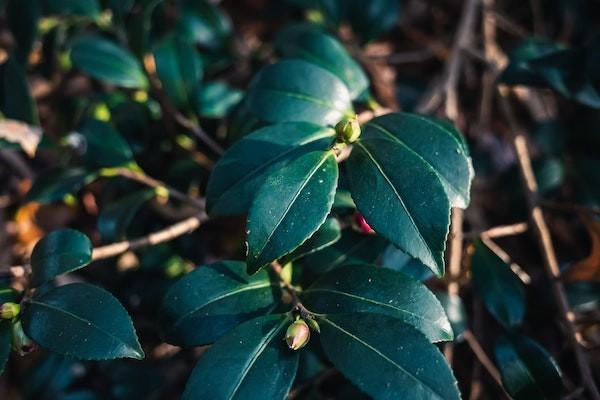 打電話退保險(xiǎn)是詐騙嗎？怎么退？