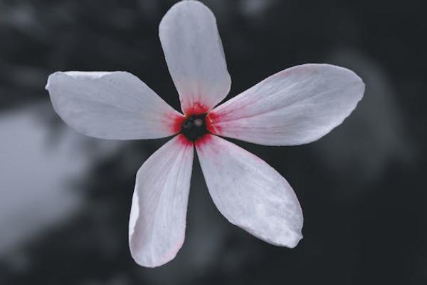 福祿康壽保險(xiǎn)怎么樣？多少錢？