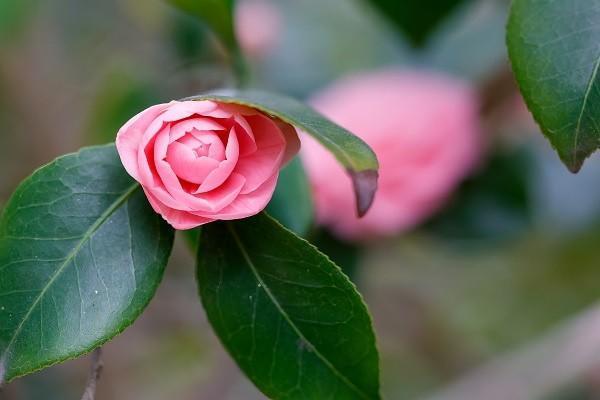 職工大病醫(yī)療保險(xiǎn)一年交多少錢？繳納要注意什么？