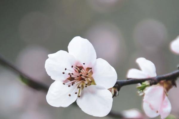 被貓咬了,醫(yī)療保險(xiǎn)給報(bào)銷嗎