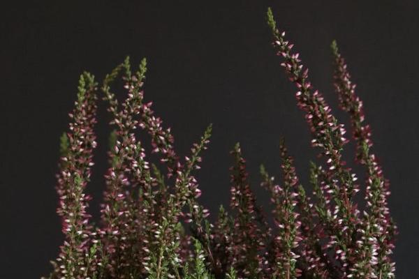 華夏常青樹重大疾病險好不好？最高賠付額是多少？