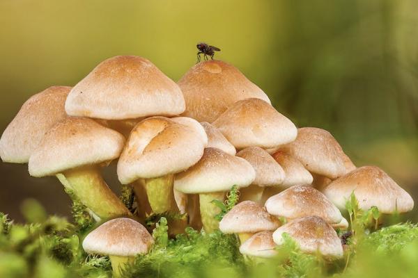 養(yǎng)老保險退保后還能重新投保嗎？重新投保流程是什么？