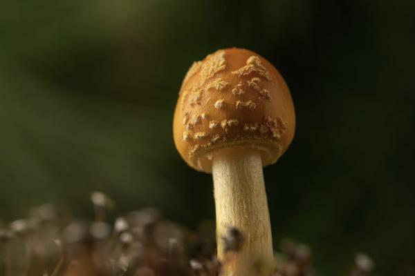 友邦穩(wěn)贏未來年金保險怎么樣？可靠嗎？