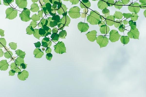 太平洋保險和友邦保險哪個好？怎么買？