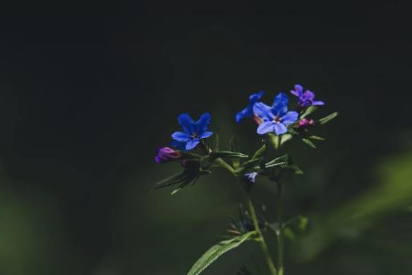 大隊(duì)交的養(yǎng)老保險(xiǎn)叫什么險(xiǎn)種？可靠嗎？