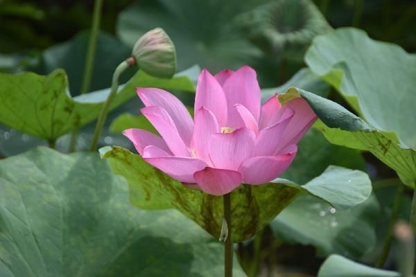 平安愛滿分可以退多少點？怎么退？