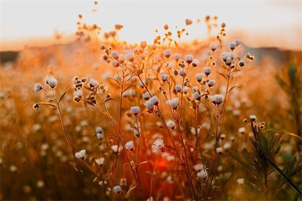 太平洋的聚寶盆退了還能退回多少錢？怎么退？