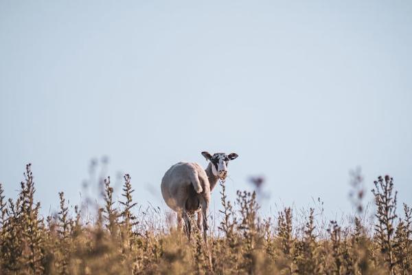 太平保險醫(yī)安心怎么樣？有必要買嗎？