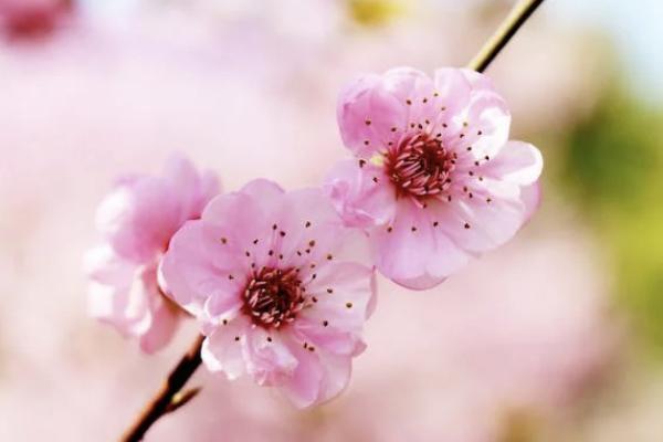 國(guó)壽長(zhǎng)久呵護(hù)意外傷害費(fèi)用補(bǔ)償醫(yī)療保險(xiǎn)條款有哪些？怎么買？