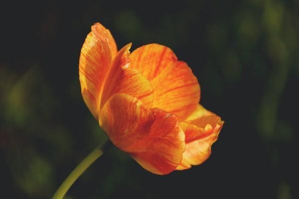 平安保險(xiǎn)富贏金生退保比例是多少，退多少錢(qián)呢