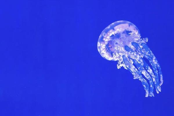 職工大病保險報銷比例是多少？報銷需要符合什么條件？