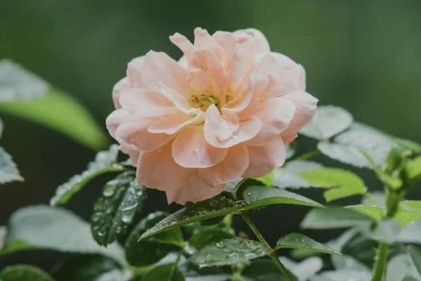 意外保險家庭共享什么意思？好嗎？