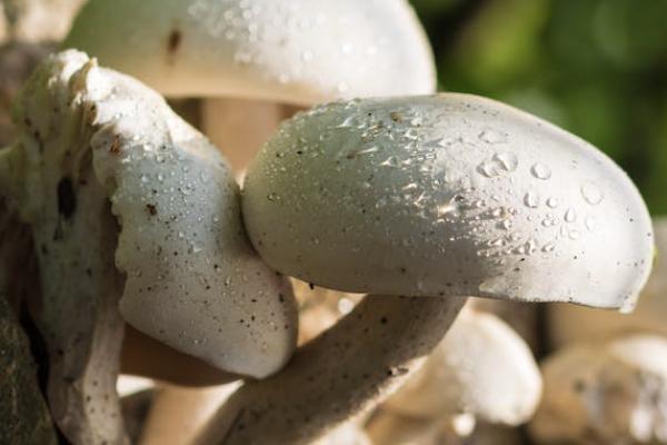 中國人壽保險意外險有幾種險種？中國人壽保險意外險怎么賠付？