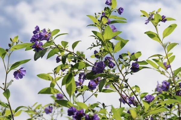 平安福退保交了6年可以退多少錢？退保要怎樣退？