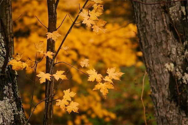 太平穩(wěn)贏二號兩全保險(xiǎn)(分紅型)怎么樣，有什么保障