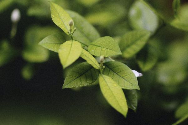 安享百萬醫(yī)療保險如何退保？退保退多少錢？