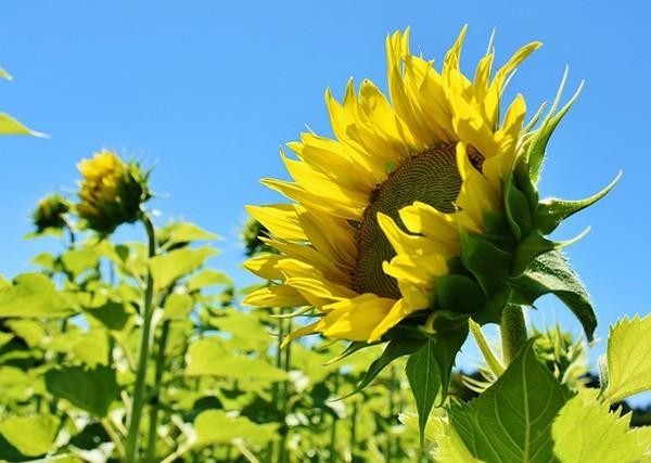 花唄借唄逾期2萬(wàn)多會(huì)被上門(mén)嗎，還不上怎么辦